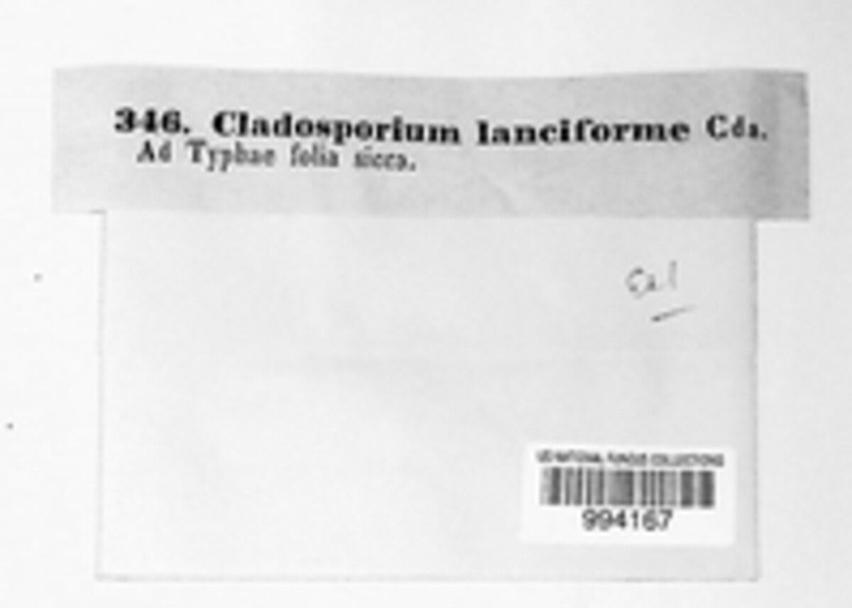 Cladosporium lanciforme image